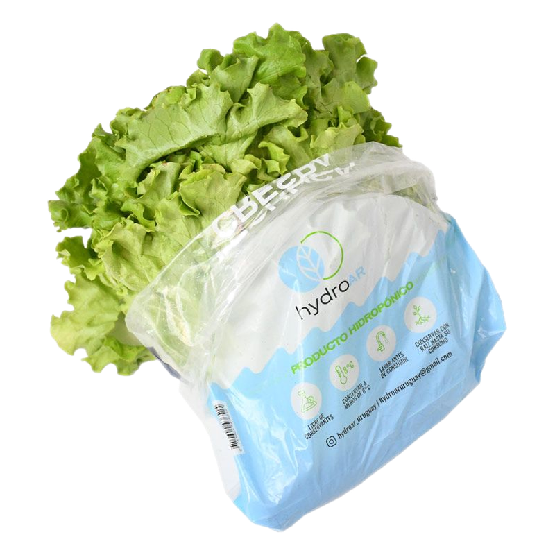 Lechuga Crespa Blanca Hidropónica