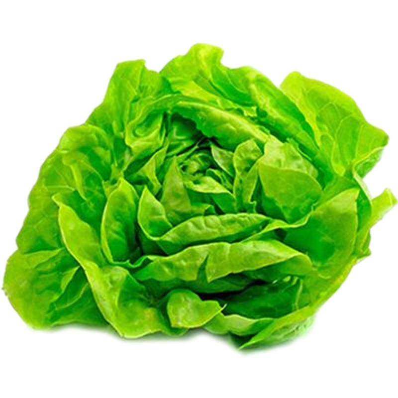 Lechuga Mantecosa A Mano 1 Unidad