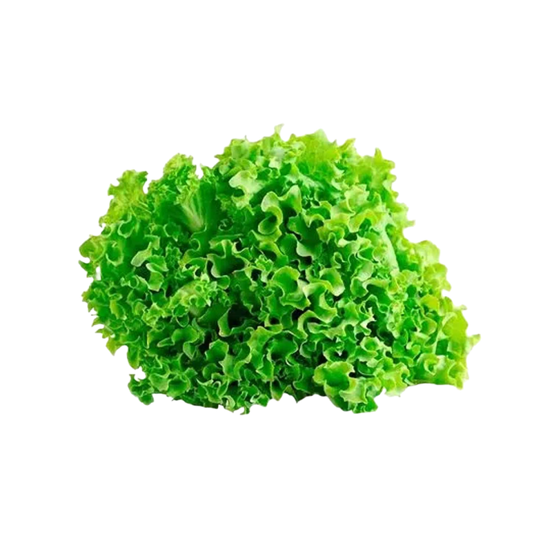 Lechuga Crespa Un 2855.