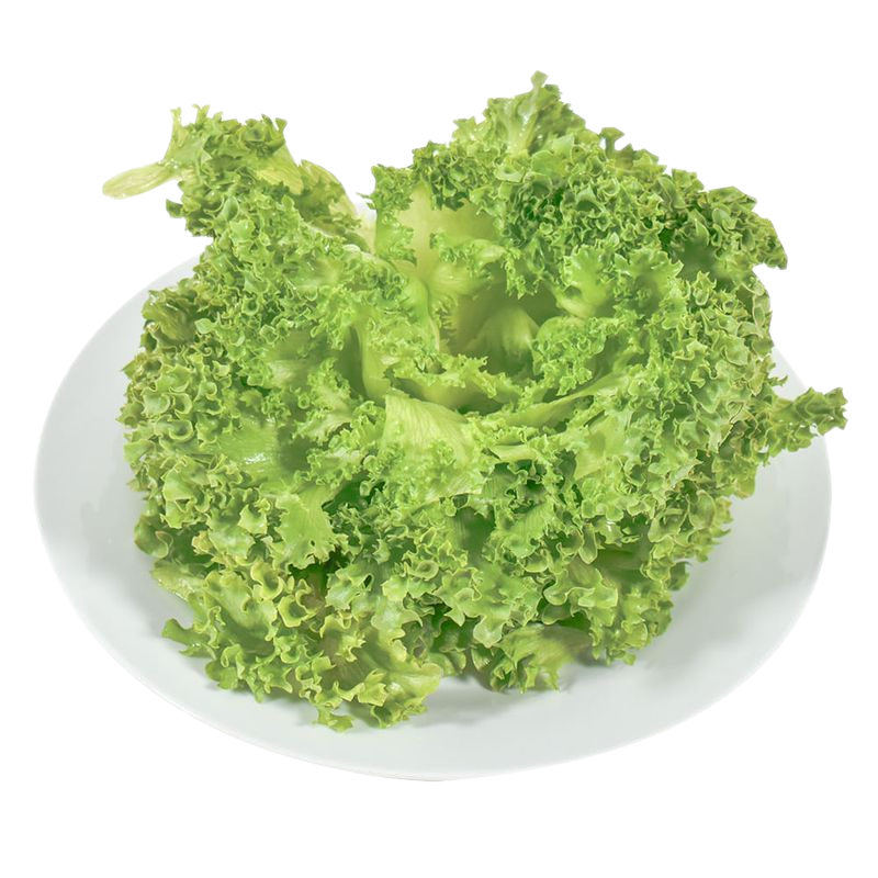 Lechuga Crystal Hidropónica