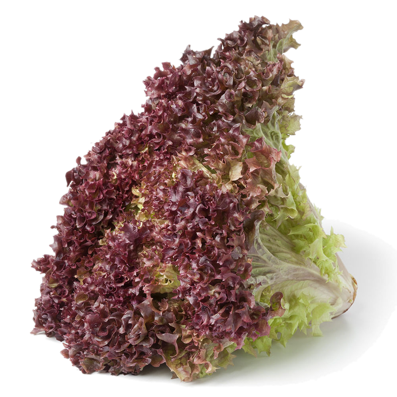 Lechuga Morada