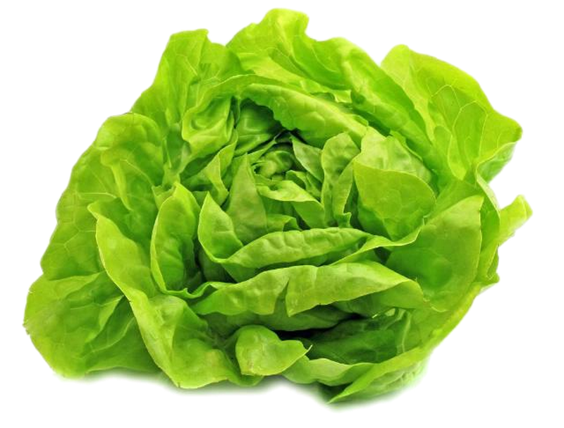 Lechuga Un. 2379.